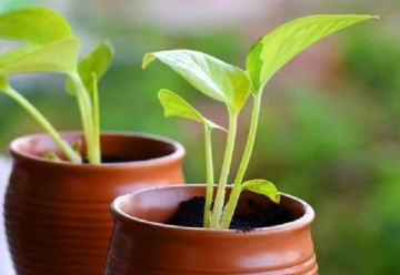 Viete ako si sadbu správne vybrať, aby ste zožali zeleninu podľa svojich predstáv?