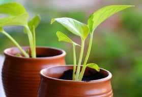 Viete ako si sadbu správne vybrať, aby ste zožali zeleninu podľa svojich predstáv?