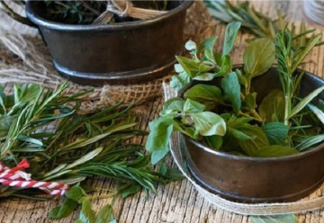 Ako vysadiť rôzne bylinky, aby nechradli?