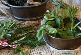 Ako vysadiť rôzne bylinky, aby nechradli?