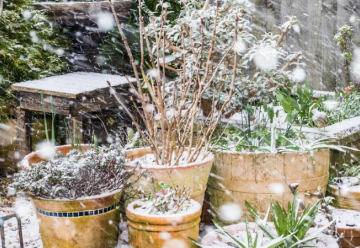 Aj v zime môže byť záhrada krásna a plná farieb