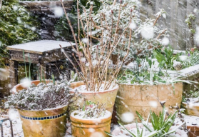 Aj v zime môže byť záhrada krásna a plná farieb