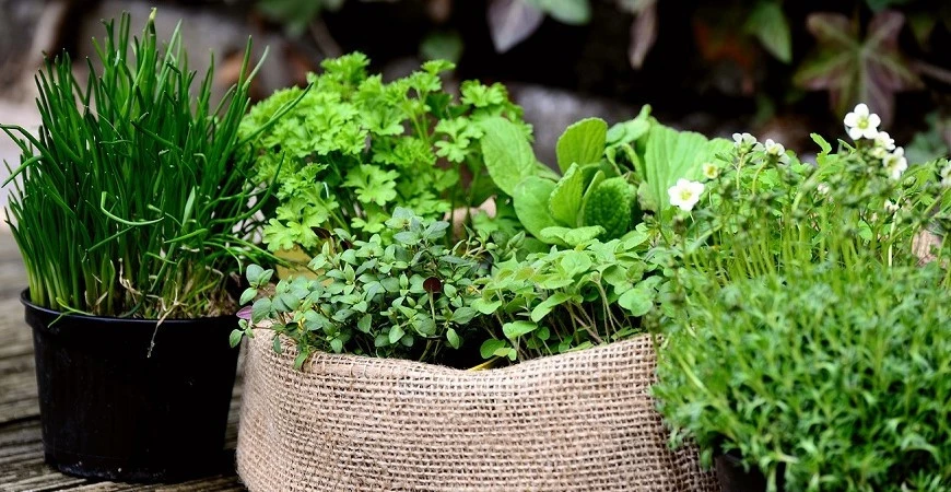 Bylinky na posilnenie imunity