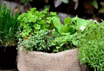 Bylinky na posilnenie imunity