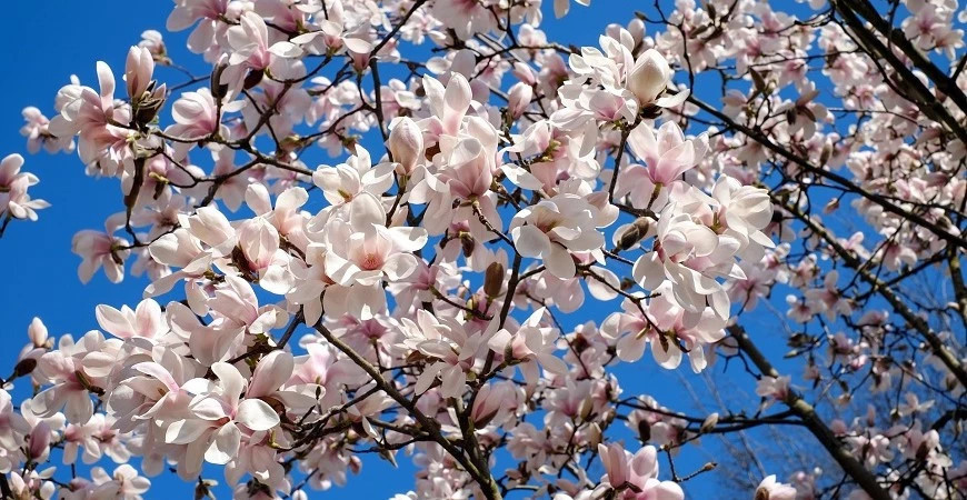 Jedným z prvých kvitnúcich kríkov sú magnólie