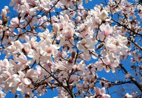 Jedným z prvých kvitnúcich kríkov sú magnólie