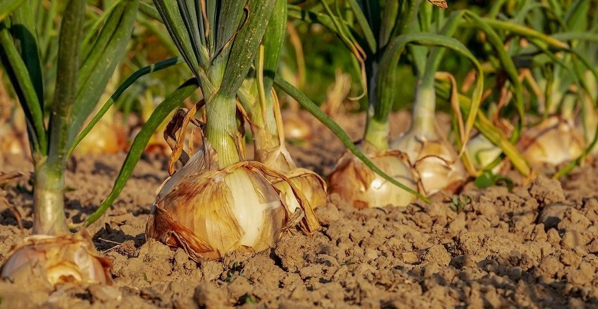 Sadíme a pestujeme: cibuľa sadzačka