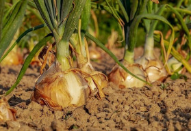 Sadíme a pestujeme: cibuľa sadzačka