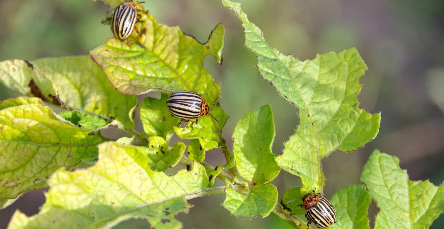 Ako chrániť úrodu bez chémie?