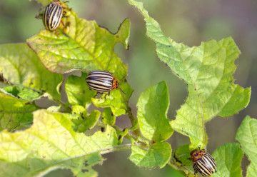 Ako chrániť úrodu bez chémie?