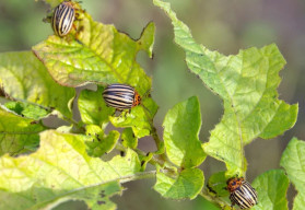 Ako chrániť úrodu bez chémie?