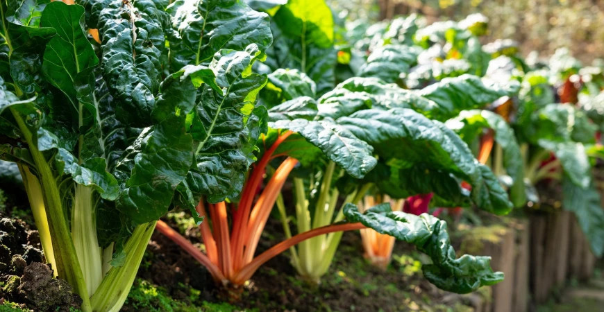 Listová zelenina, ktorá sa vyníma aj v okrasnej záhrade