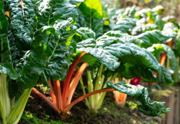 Listová zelenina, ktorá sa vyníma aj v okrasnej záhrade