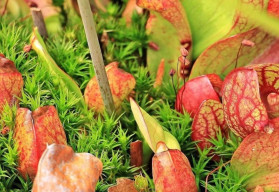 Špirlica  je najväčší druh mäsožravých rastlín na svete