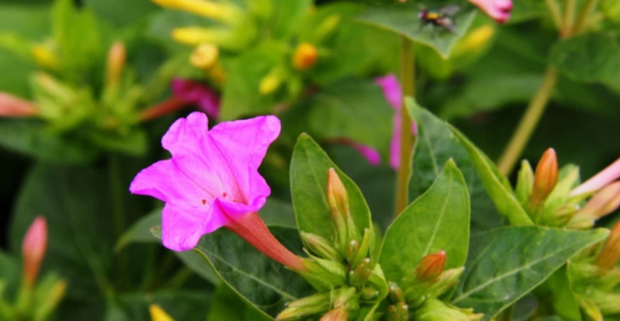 Blíži sa čas babieho leta, ako sa postarať o kvety?