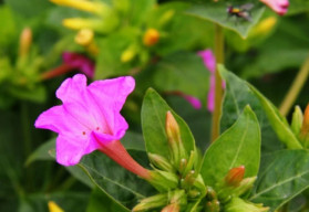 Blíži sa čas babieho leta, ako sa postarať o kvety?