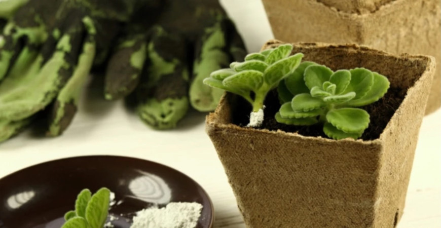 Vďaka mykoríze porastie úroda pred očami