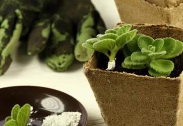 Vďaka mykoríze porastie úroda pred očami