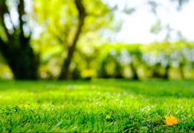 Nezabudnite sa na jeseň postarať aj o trávnik