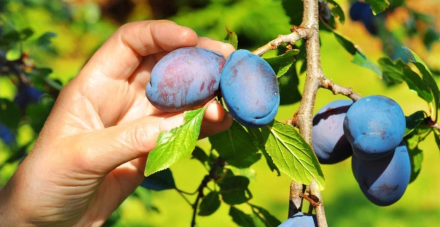 Pestovanie ovocných stromov – slivka