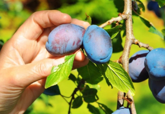 Pestovanie ovocných stromov – slivka