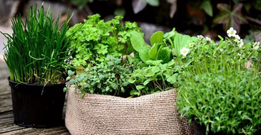 Ako si celoročne zaistiť vitamíny?