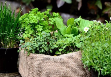 Ako si celoročne zaistiť vitamíny?