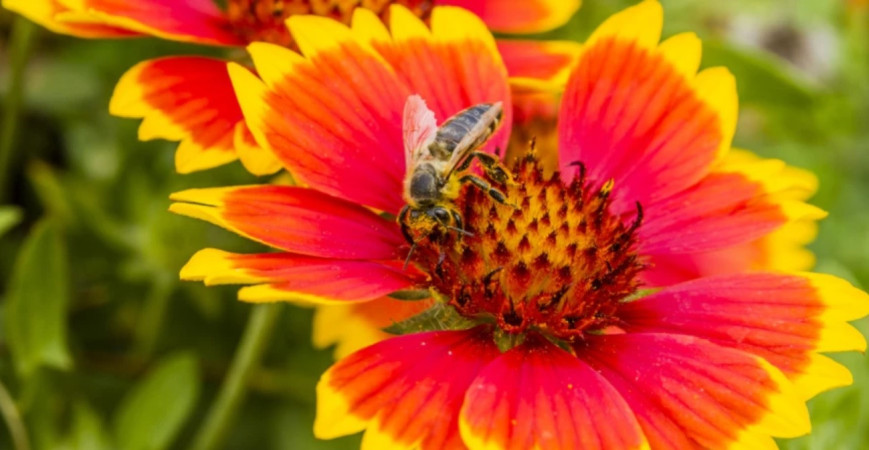 Ozdobné plody trvaliek a drevín v zimnej záhrade