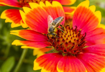 Ozdobné plody trvaliek a drevín v zimnej záhrade