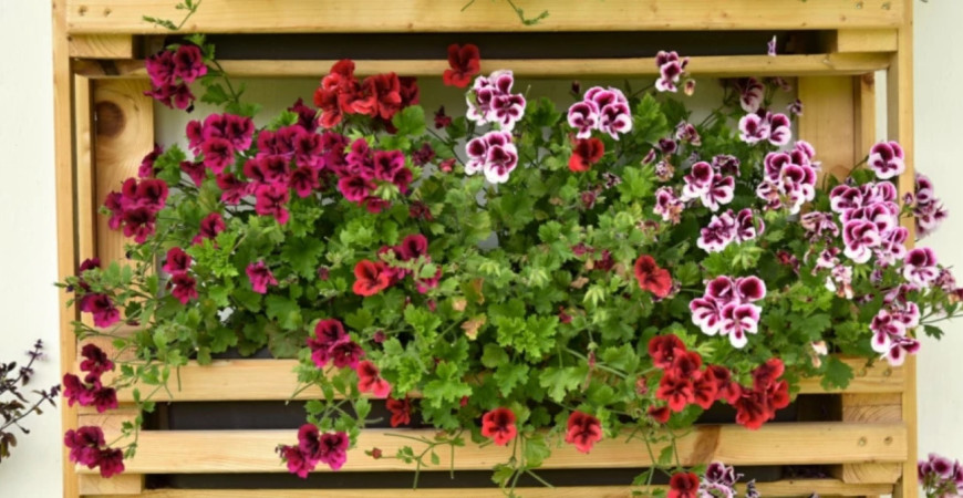 Semienka muškátov a petúnií sa sejú už v januári