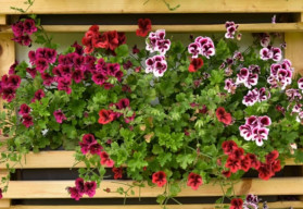 Semienka muškátov a petúnií sa sejú už v januári