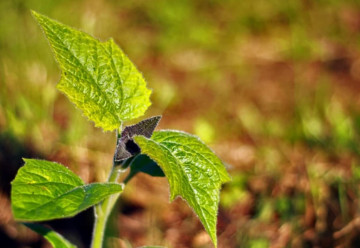 Ochrana rastlín bez chémie? Dá sa to