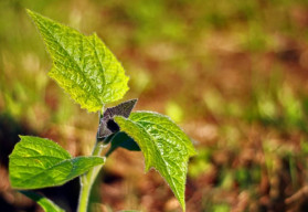 Ochrana rastlín bez chémie? Dá sa to