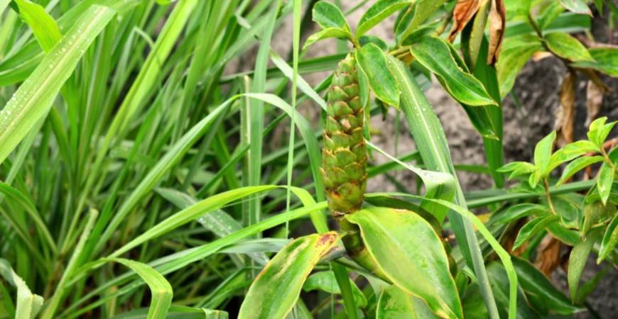 Smútok na duši? Vypite šálku čaju z citrónovej trávy