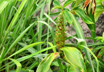 Smútok na duši? Vypite šálku čaju z citrónovej trávy