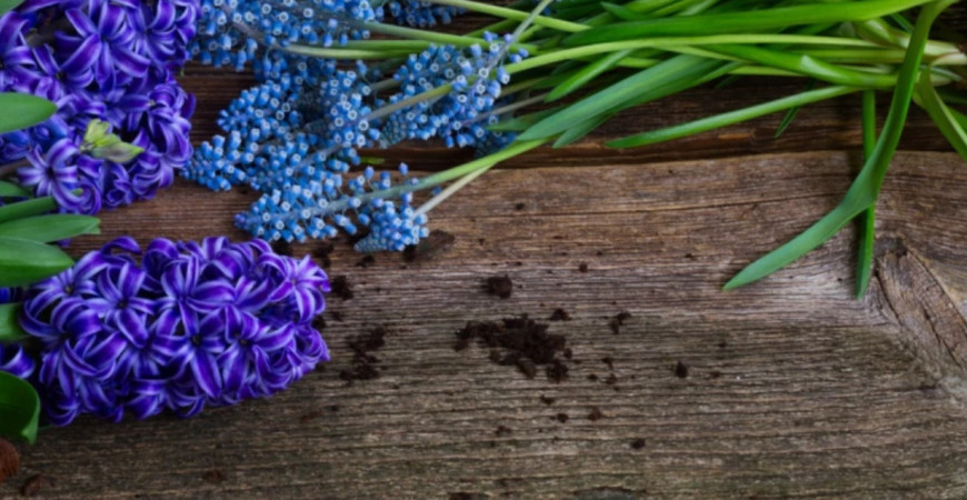 Rýchlené cibuľoviny vás potešia kvetmi aj počas tuhých mrazov