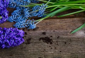 Rýchlené cibuľoviny vás potešia kvetmi aj počas tuhých mrazov