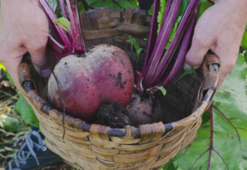 Ako na pestovanie repy?