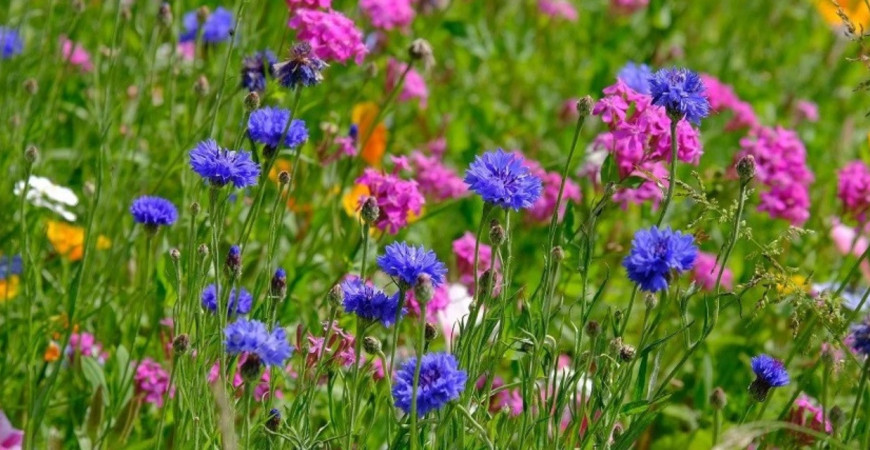 Vytvorte atraktívnu záhradu pre motýle