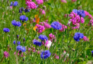 Vytvorte atraktívnu záhradu pre motýle