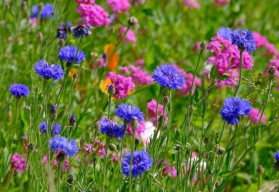 Vytvorte atraktívnu záhradu pre motýle