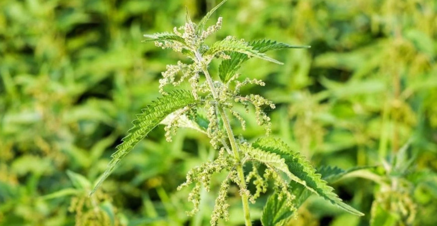 Prečo žihľava páli? Ako ju využiť?