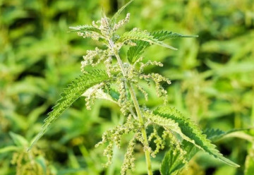 Prečo žihľava páli? Ako ju využiť?