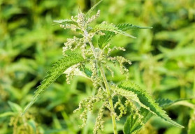 Prečo žihľava páli? Ako ju využiť?