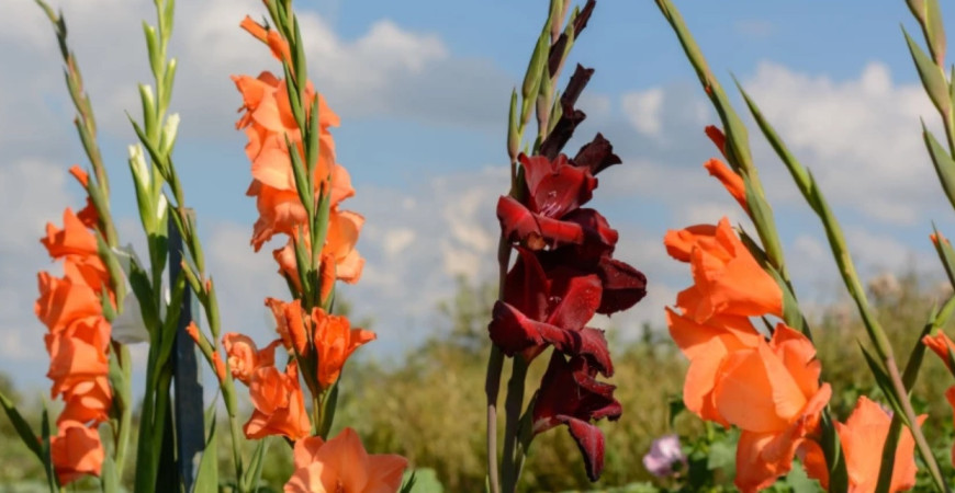 Gladioly nevysádzajte skôr, než je pôda riadne vyhriata