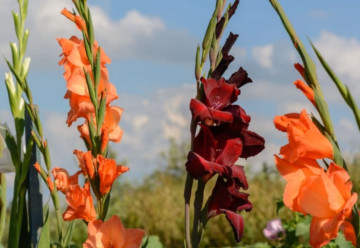 Gladioly nevysádzajte skôr, než je pôda riadne vyhriata