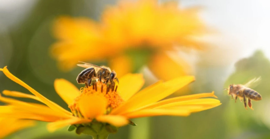 Prilákajte do svojej záhradky drobný hmyz