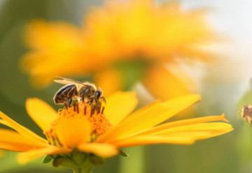 Prilákajte do svojej záhradky drobný hmyz