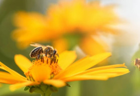 Prilákajte do svojej záhradky drobný hmyz