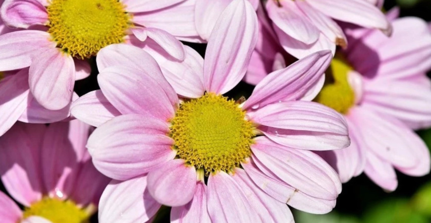 Margaréty v záhrade pôsobia veselo aj elegantne